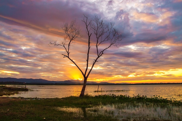 Vista, de, filial árvore, com, amanhecer, de manhã