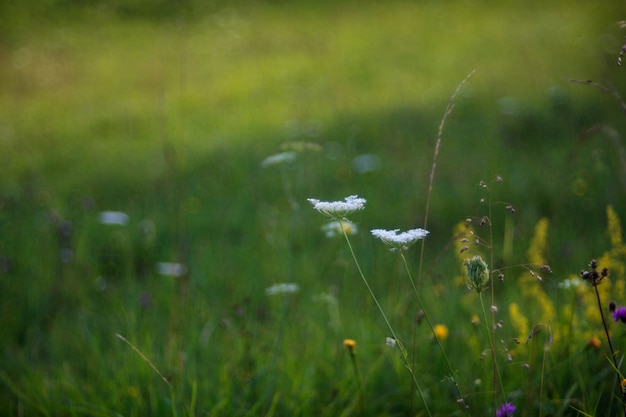 Vista, de, flor campo