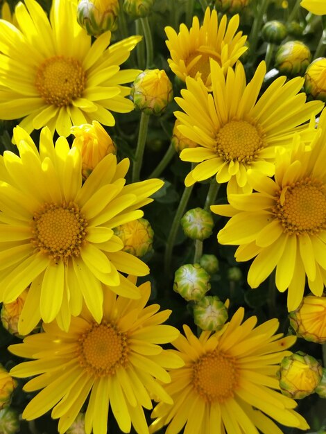 Foto vista de flores amarelas em diferentes estágios de crescimento