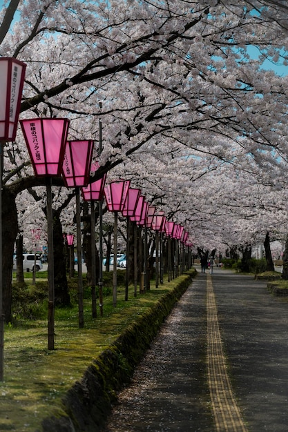 Foto vista de flores de cerejeira rosa na trilha