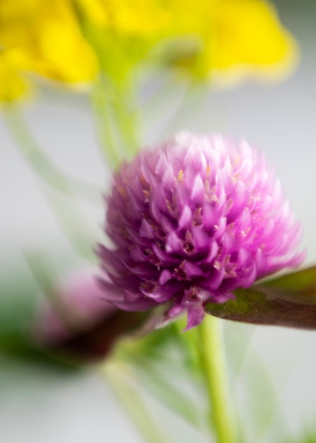 Foto vista de flores embaçadas naturais