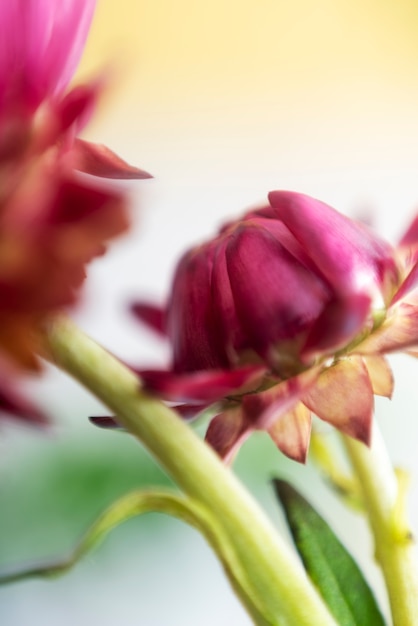 Foto vista de flores embaçadas naturais