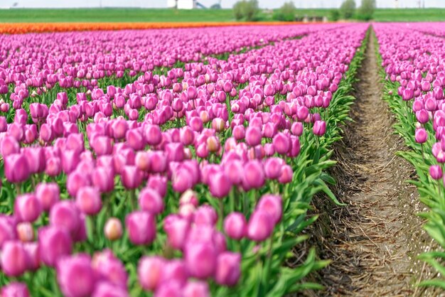 Foto vista de flores rosa crescendo no campo