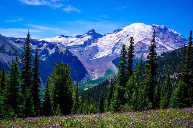 Vista de flores silvestres e montanhas glaciais em washington