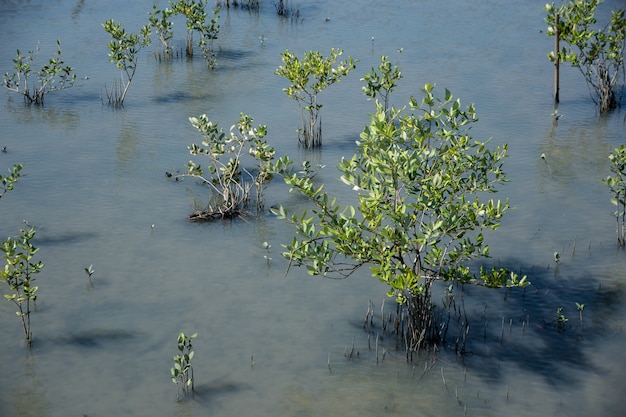 Vista de floresta de mangue