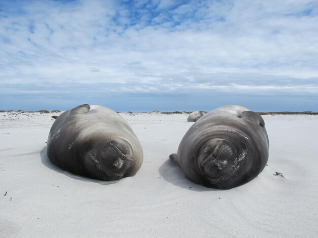 Foto vista de focas na praia contra o céu