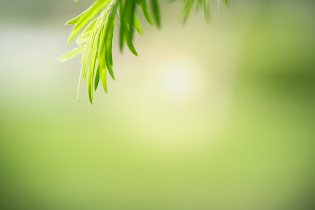 Foto vista de folha verde em fundo verde desfocado