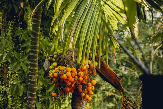 Vista de frutas crescendo em árvores