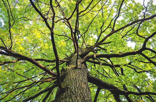 Vista, de, fundo, de, um, lagre, árvore maple, com, foliage