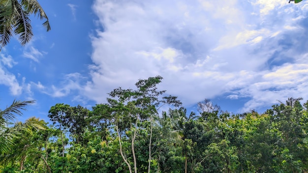 Vista de fundo do céu azul com árvores florestais na Indonésia