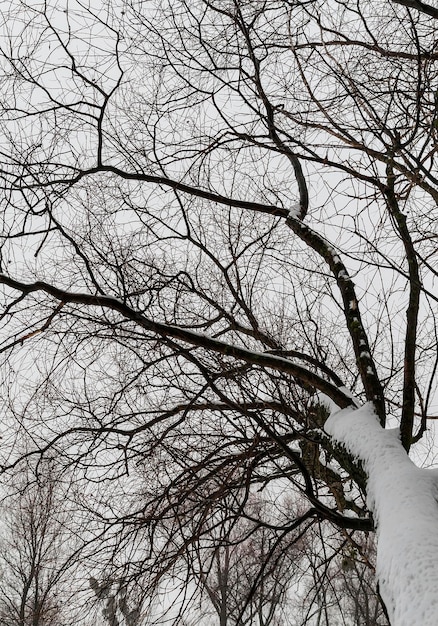 Vista de galho de árvore nevada de baixo para cima