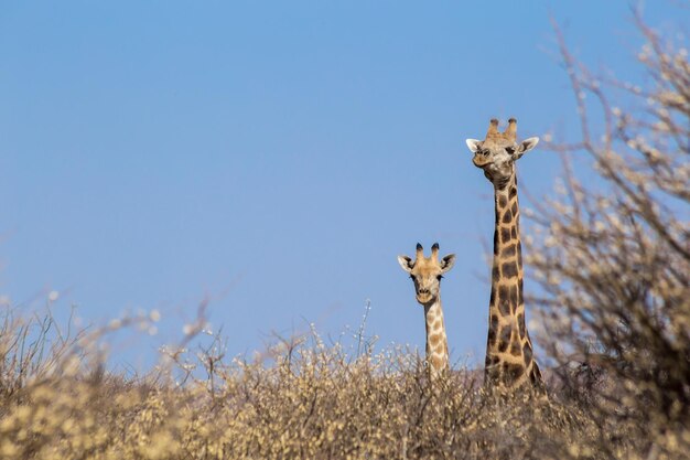 Vista de girafa no campo contra o céu claro