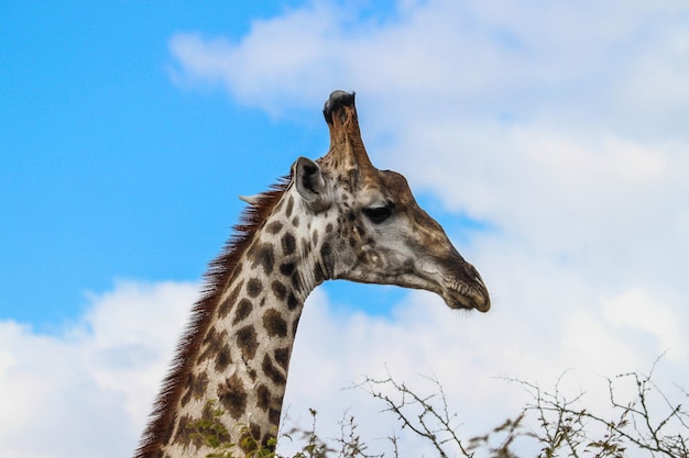 Vista de girafas com a cabeça contra o céu