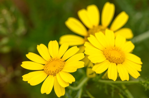 Foto vista de glebionis segetum chrysanthemum segetum no campo é uma espécie de planta com flores da família asteraceae 1