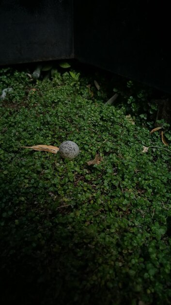 Foto vista de grama em alto ângulo de close-up