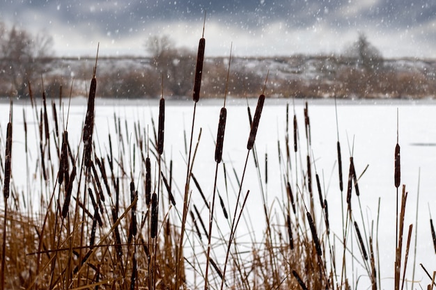 Vista de inverno com juncos secos na margem do rio durante a queda de neve, paisagem de inverno com rio, céu nublado e neve