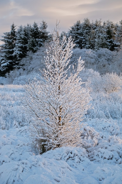 Vista de inverno de uma pequena bétula coberta de neve em um dia ensolarado West Lothian Escócia Reino Unido