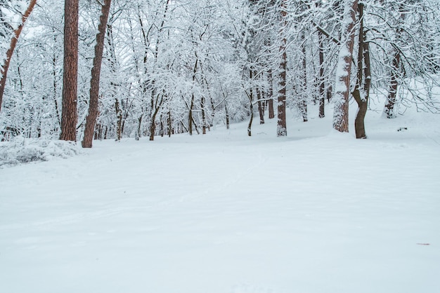 Vista de inverno na floresta. floresta nevada. copie o espaço. tempestade de neve