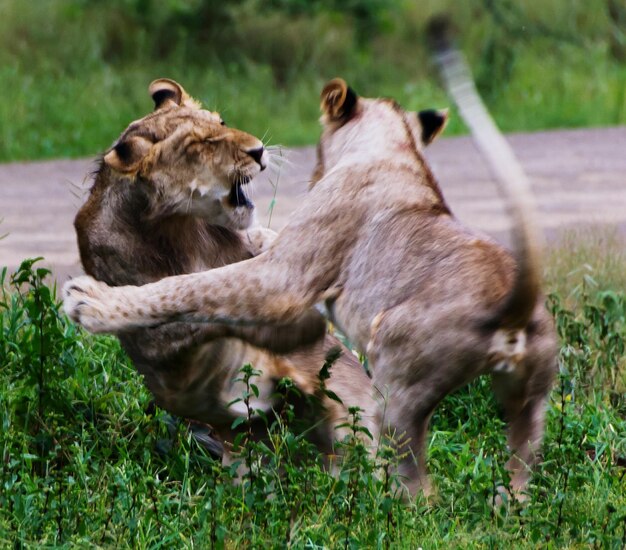 Vista de leões lutando