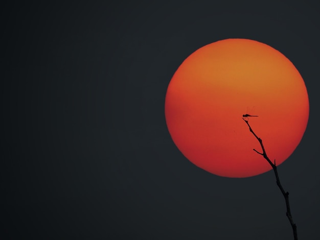 Foto vista de libélula em silhueta de ramo seco com grande sol vermelho no céu preto bavkground no pôr do sol