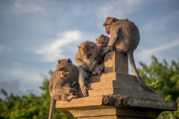 Vista de macacos contra o céu