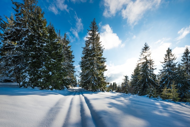 vista de majestosos abetos verdes crescendo em uma colina em nevascas de inverno contra um céu azul