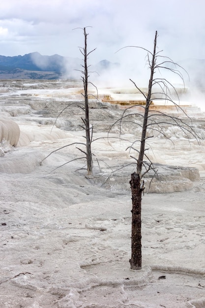 Vista de mammoth hot springs no parque nacional de yellowstone