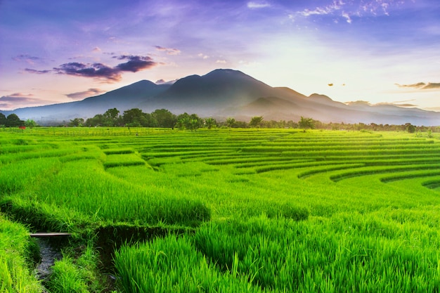 vista de manhã de campos de arroz verde