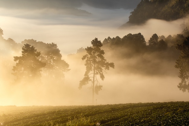 Vista, de, manhã, névoa, em, doi, angkhang, montanha, chiang mai, tailandia