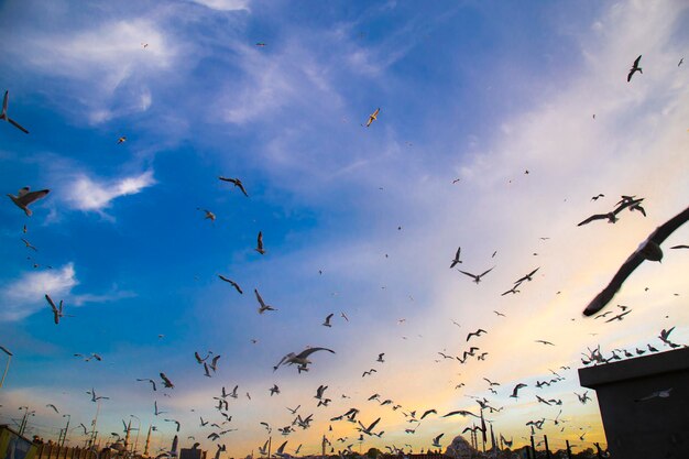 Vista de muitas gaivotas com céu azul