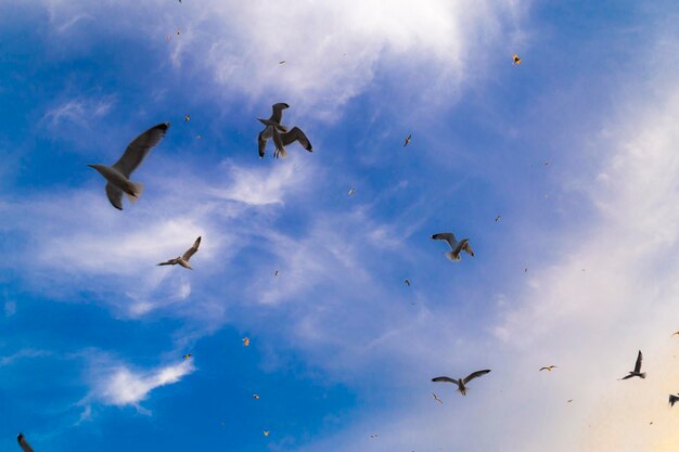 Vista de muitas gaivotas com céu azul