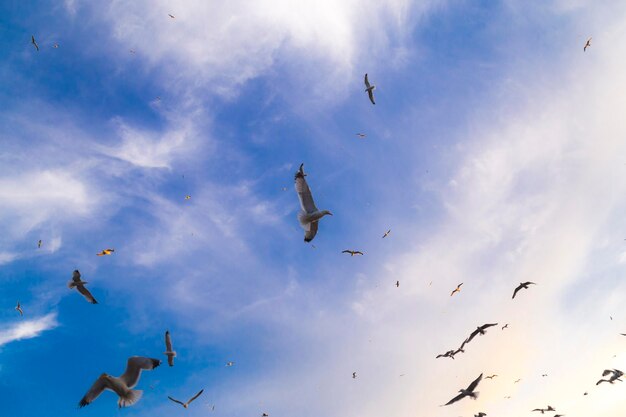 Vista de muitas gaivotas com céu azul