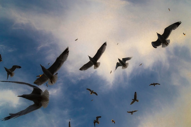 Vista de muitas gaivotas com céu azul