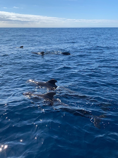 Foto vista de natação no mar