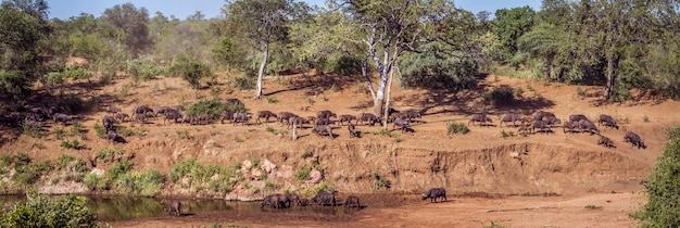 Foto vista de ovelhas na paisagem