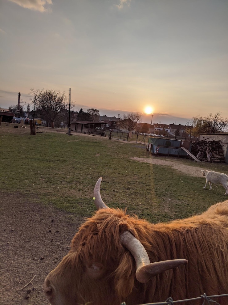 Foto vista de ovelhas no campo contra o céu durante o pôr do sol