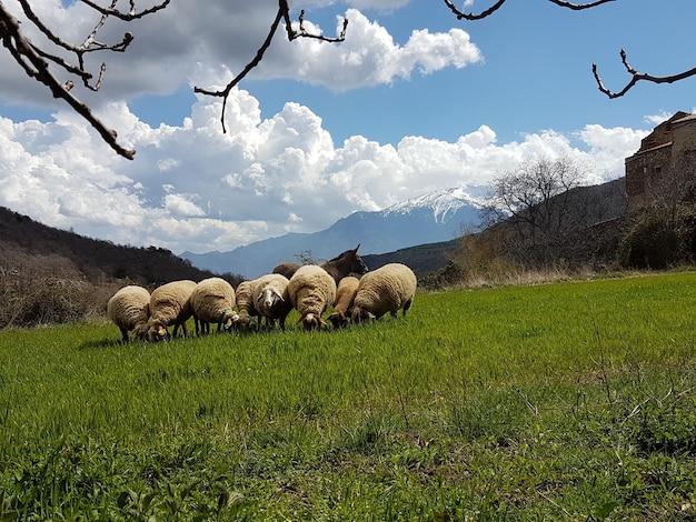 Vista de ovelhas no campo contra o céu