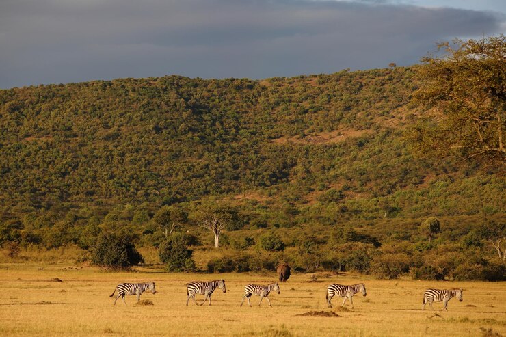 Foto vista de ovelhas no campo