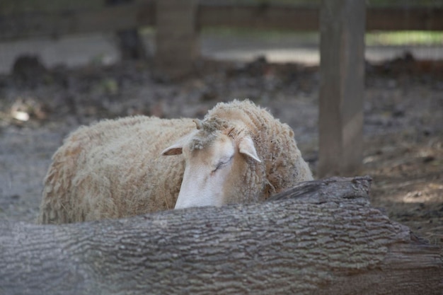 Foto vista de ovelhas no campo