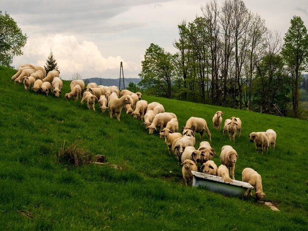 Foto vista de ovelhas no campo