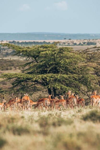 Foto vista de ovelhas pastando em terra