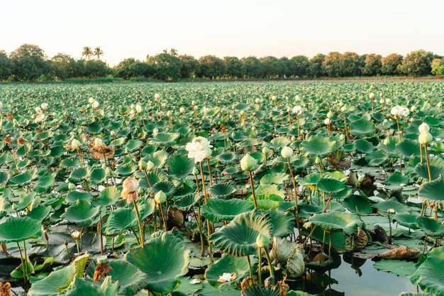 Vista de pássaro de lotos em flor no lago Flor de lotos no lago Heron de lagoa na fazenda de Lotus