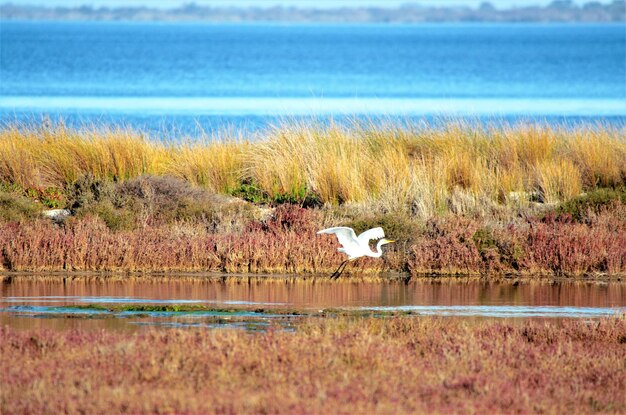 Foto vista de pássaros na grama ao lado do lago