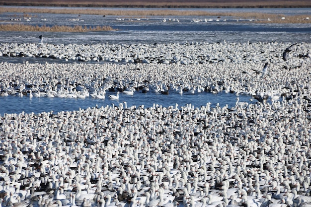 Foto vista de pássaros na praia