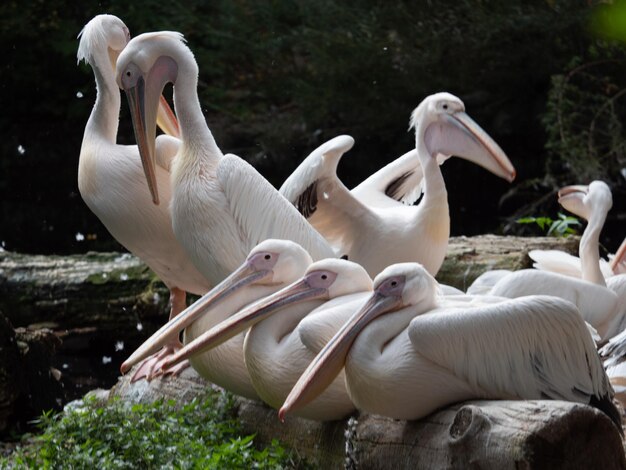 Foto vista de pássaros no lago