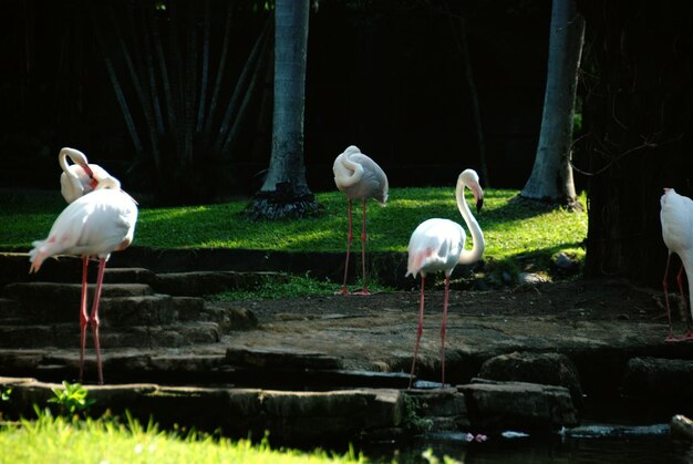 Vista de pássaros no lago