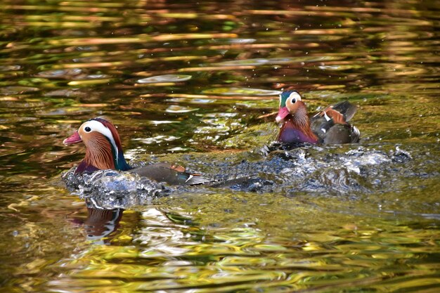 Foto vista de patos nadando no lago