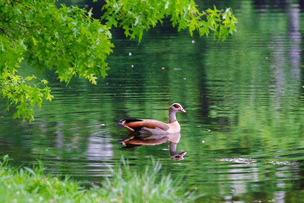 Foto vista de patos no lago