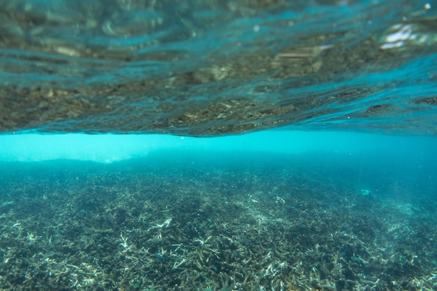 Foto vista de peixes debaixo d'água