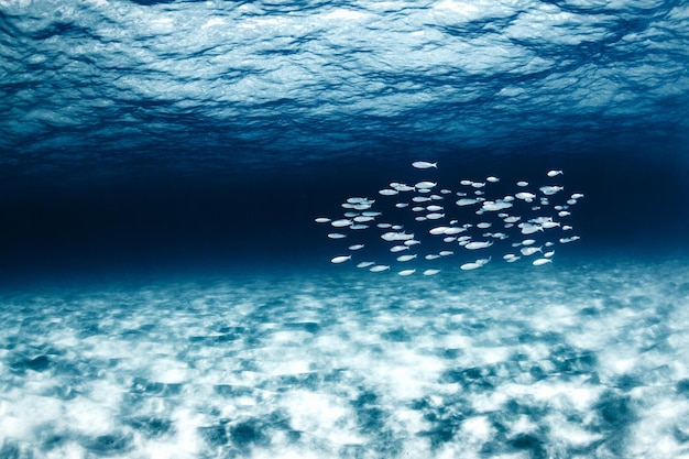 Vista de peixes nadando no mar